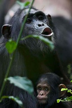 KL, a female chimp, hooting in the Budongo Forest (photo: Florian Moellers)